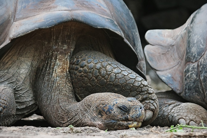 Tortue géante des Galápagos Geochelone nigra nigrita, endémique - Isla Santa Cruz