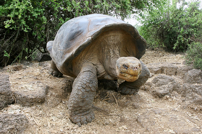 Tortue géante des Galápagos Geochelone nigra, endémique - Isla Santa Cruz