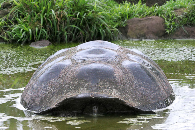 Tortue géante des Galápagos Geochelone nigrita, endémique - Isla Santa Cruz