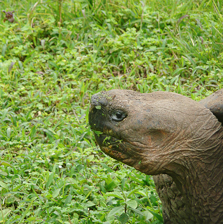 Tortue géante des Galápagos Geochelone nigrita, endémique - Isla Santa Cruz