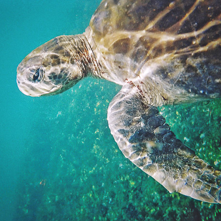 Tortue verte Chelonia mydas - Isla Isabela