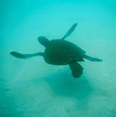 Tortue verte Chelonia mydas - Isla Isabela