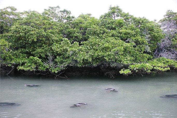 Tortues vertes Chelonia mydas - Caleta Tortuga Negra, Isla Santa Cruz